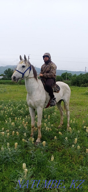 Продам Орловский Рысак мерин  - изображение 1