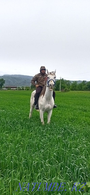 Продам Орловский Рысак мерин  - изображение 8