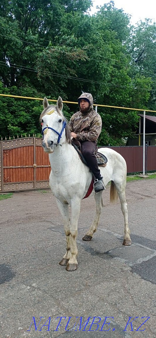 Продам Орловский Рысак мерин  - изображение 6