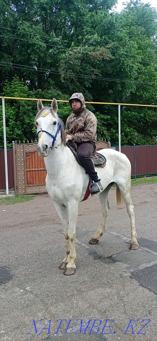 Продам Орловский Рысак мерин  - изображение 5