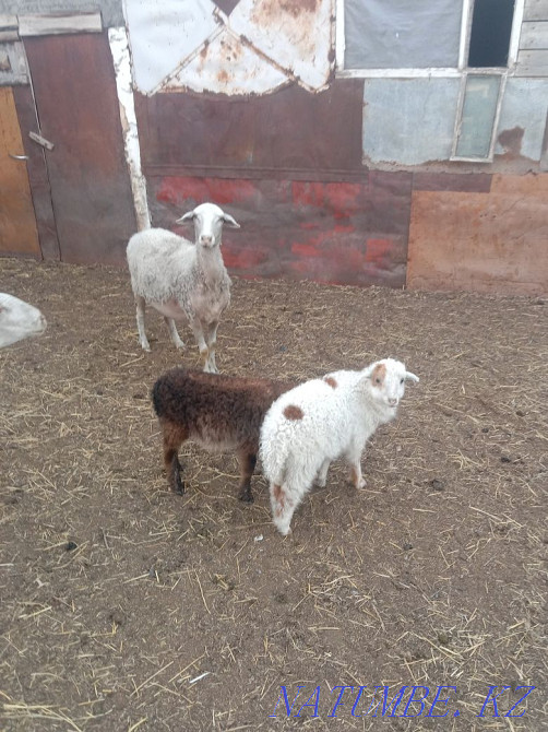 Қозылары бар бір қойды сатамын.  - изображение 4