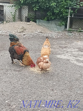 Homemade young chickens and rooster Алгабас - photo 1