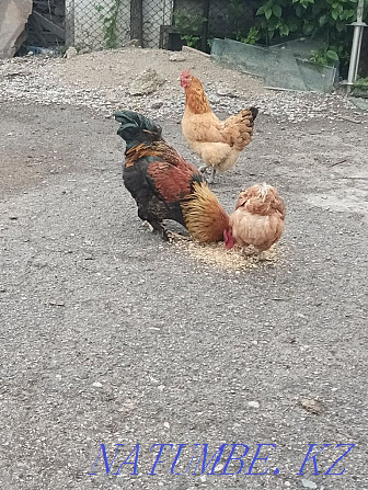 Homemade young chickens and rooster Алгабас - photo 2