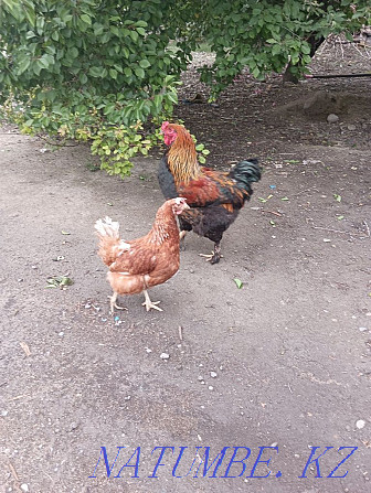 Homemade young chickens and rooster Алгабас - photo 3