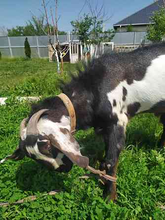 Козёл Битал процентный 75% на племя от молочной козы возраст 1.5 года Qaskeleng