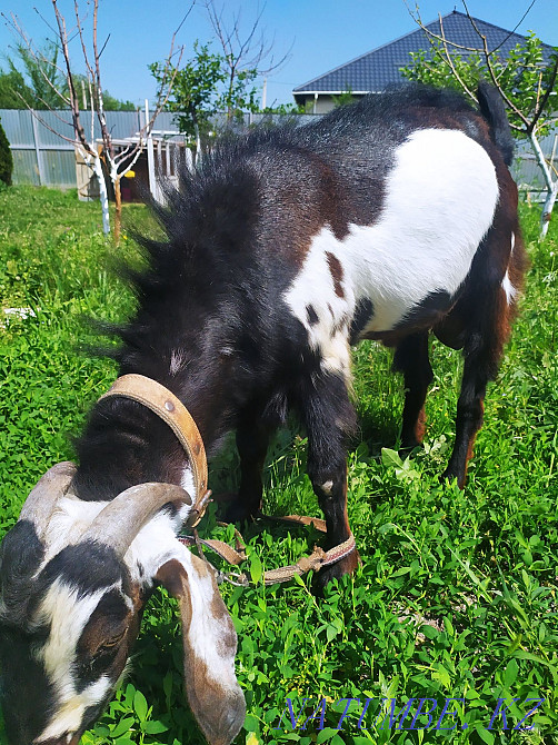 Goat Bital percentage 75% per tribe from a dairy goat age 1.5 years Qaskeleng - photo 3
