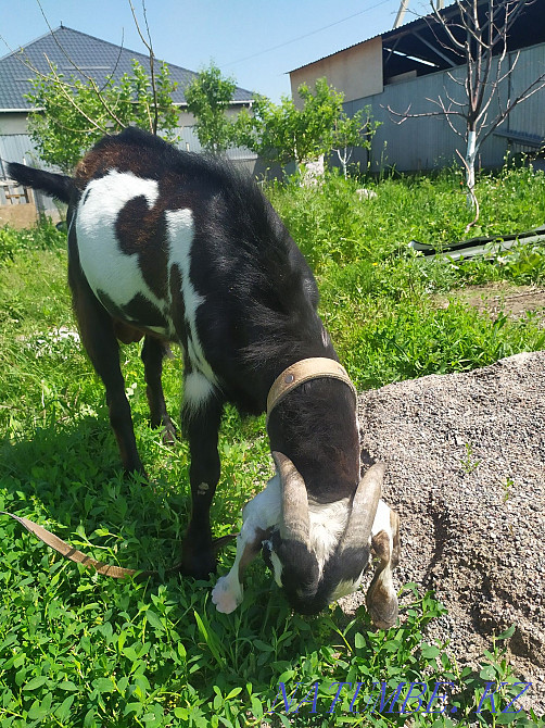 Goat Bital percentage 75% per tribe from a dairy goat age 1.5 years Qaskeleng - photo 4