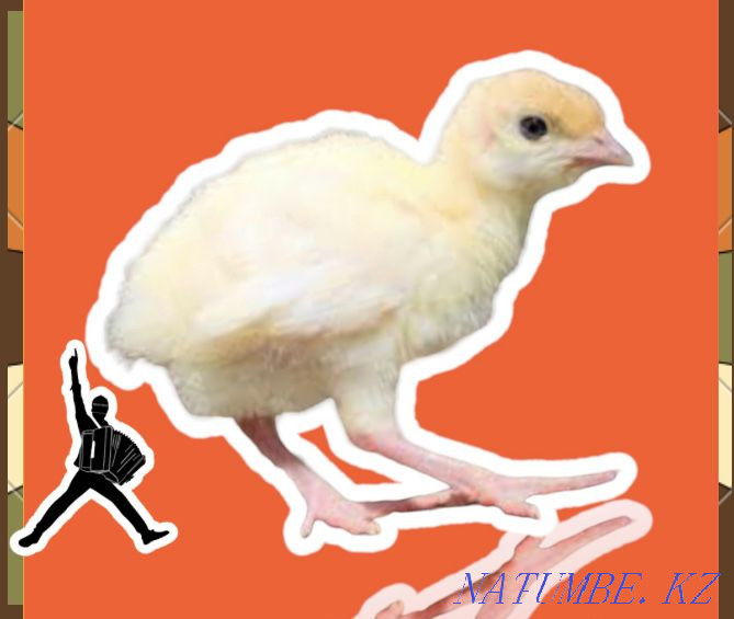 Turkey poults BIG 6 daily maximum weight up to 22-23 kg pure meat Kokshetau - photo 2