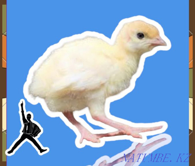 Turkey poults BIG 6 daily maximum weight up to 22-23 kg pure meat Kokshetau - photo 1