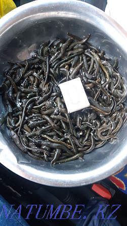 Cosmetic leeches for 400tg. С?lik in Aktau Aqtau - photo 1