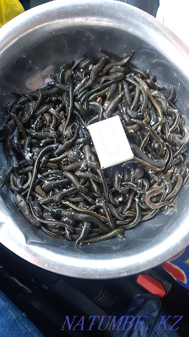 Косметикалық сүлгілер 400тг. Ақтау қ  Ақтау  - изображение 1