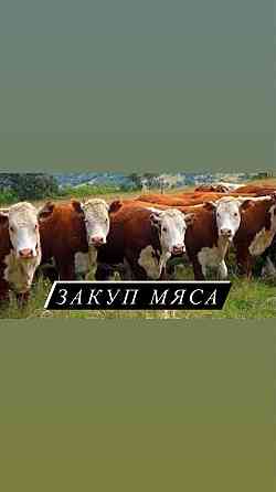 Крс, коровы2 Kostanay