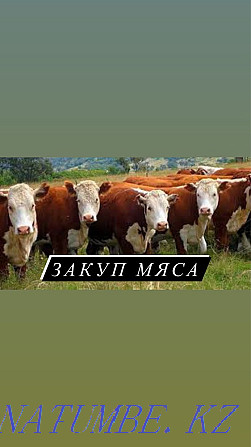 Cattle, cows2 Kostanay - photo 1