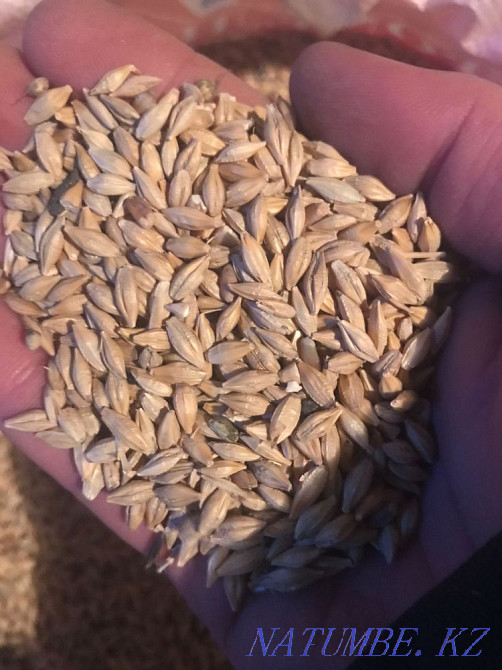 I will sell barley/oats in bags Shchuchinsk - photo 6