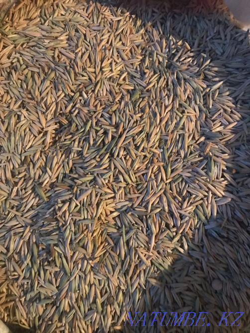 I will sell barley/oats in bags Shchuchinsk - photo 5