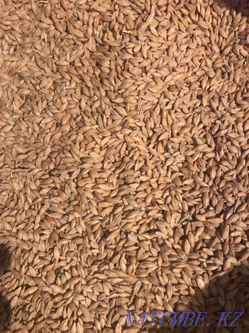 I will sell barley/oats in bags Shchuchinsk - photo 4