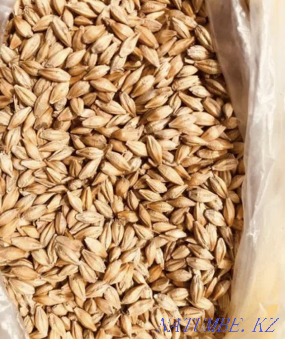 I will sell barley/oats in bags Shchuchinsk - photo 1