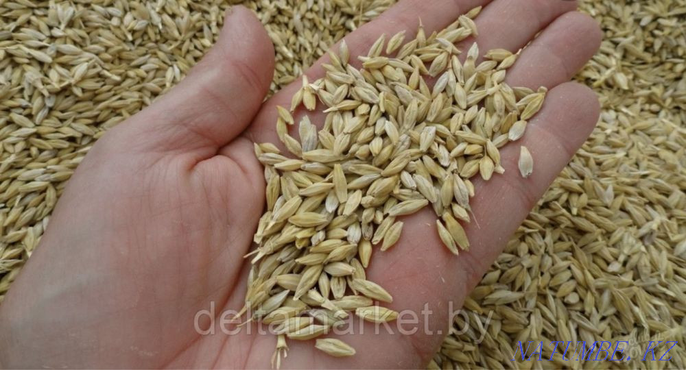 I will sell barley/oats in bags Shchuchinsk - photo 2