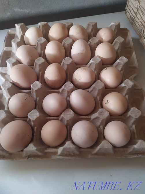 Selling homemade eggs Байзак - photo 1