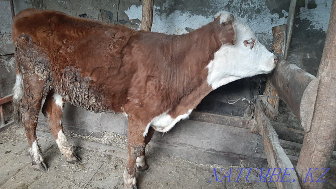 1.5 year old heifer for sale Semey - photo 1