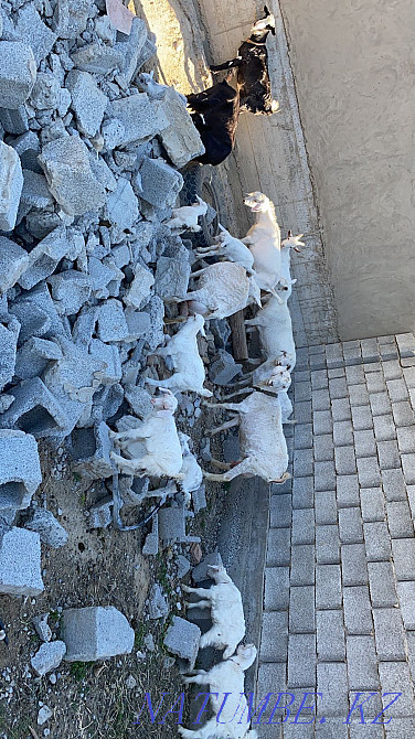 Орыс Ешкі, Егіз ла?тарымен Шымкент - изображение 1