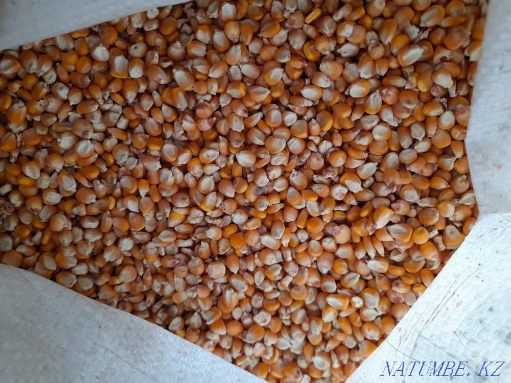 Zh?geri we eat satylady Shymkent - photo 2