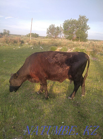 I will sell 3 Angus cows with calves, 2 heads 1.3 heifers, 2 bulls  - photo 1