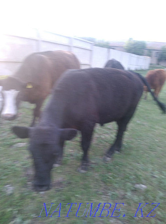 I will sell 3 Angus cows with calves, 2 heads 1.3 heifers, 2 bulls  - photo 8