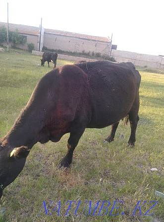 I will sell 3 Angus cows with calves, 2 heads 1.3 heifers, 2 bulls  - photo 6