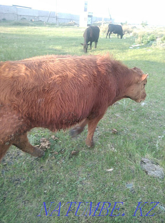 I will sell 3 Angus cows with calves, 2 heads 1.3 heifers, 2 bulls  - photo 4