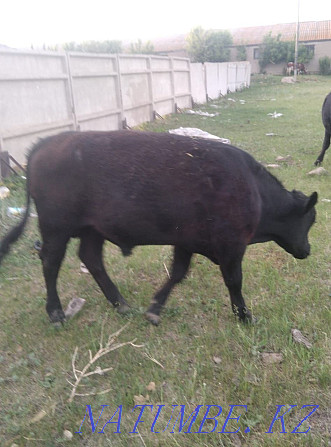 I will sell 3 Angus cows with calves, 2 heads 1.3 heifers, 2 bulls  - photo 7