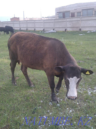 I will sell 3 Angus cows with calves, 2 heads 1.3 heifers, 2 bulls  - photo 5