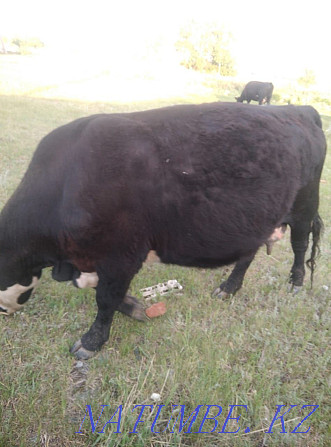 I will sell 3 Angus cows with calves, 2 heads 1.3 heifers, 2 bulls  - photo 2