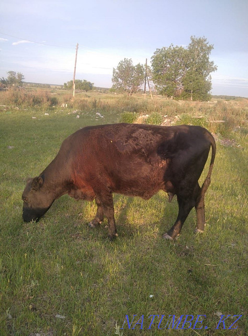 3 бас бұзаулары бар ангус сиыры, 2 бас 1,3 құнажын, 2 бұқа сатамын.  - изображение 1