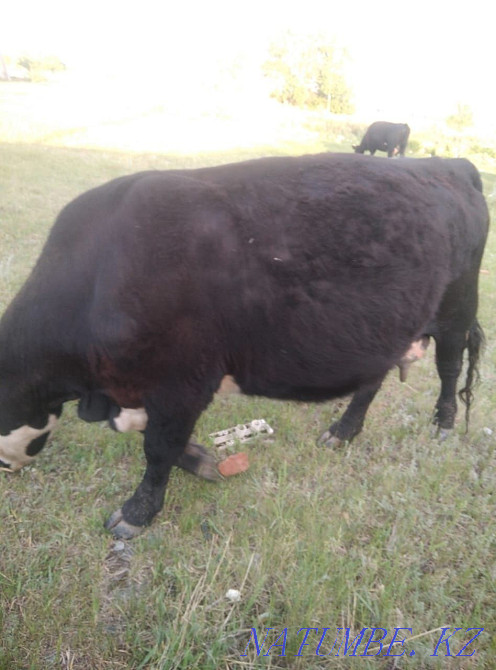 3 бас бұзаулары бар ангус сиыры, 2 бас 1,3 құнажын, 2 бұқа сатамын.  - изображение 2