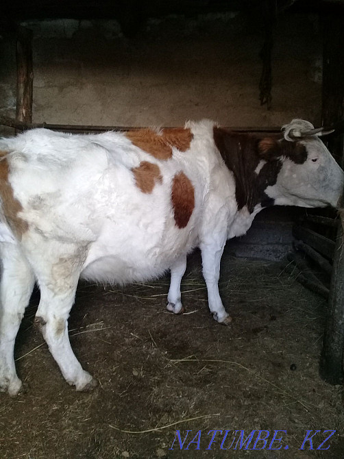 S?tti siyr satylady b?zauymen Semey - photo 3