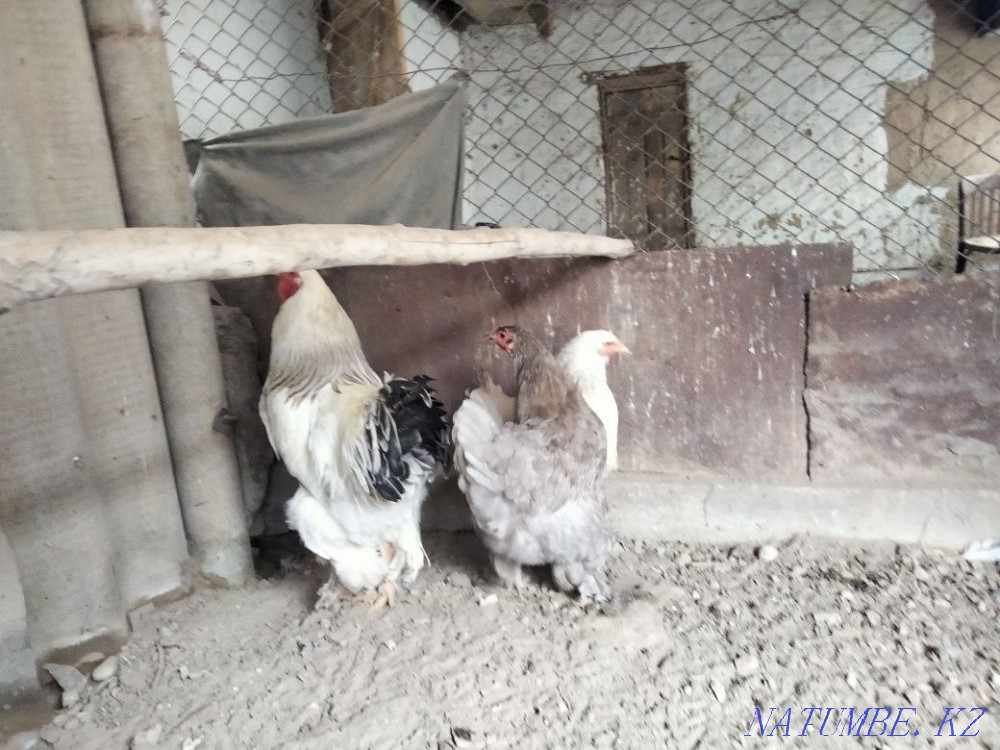 Brahma tauy? tar satylady  - photo 2