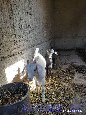 A young milking goat, the second Akot, two kids, a boy, a girl, is being milked. Сарыкемер - photo 2