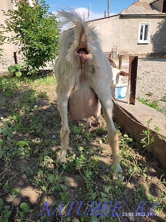 A young milking goat, the second Akot, two kids, a boy, a girl, is being milked. Сарыкемер - photo 3