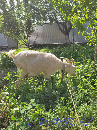 A young milking goat, the second Akot, two kids, a boy, a girl, is being milked. Сарыкемер - photo 1