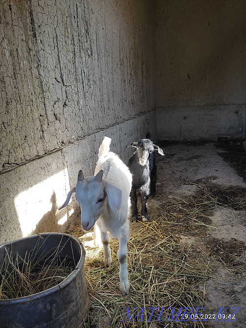 A young milking goat, the second Akot, two kids, a boy, a girl, is being milked. Сарыкемер - photo 2