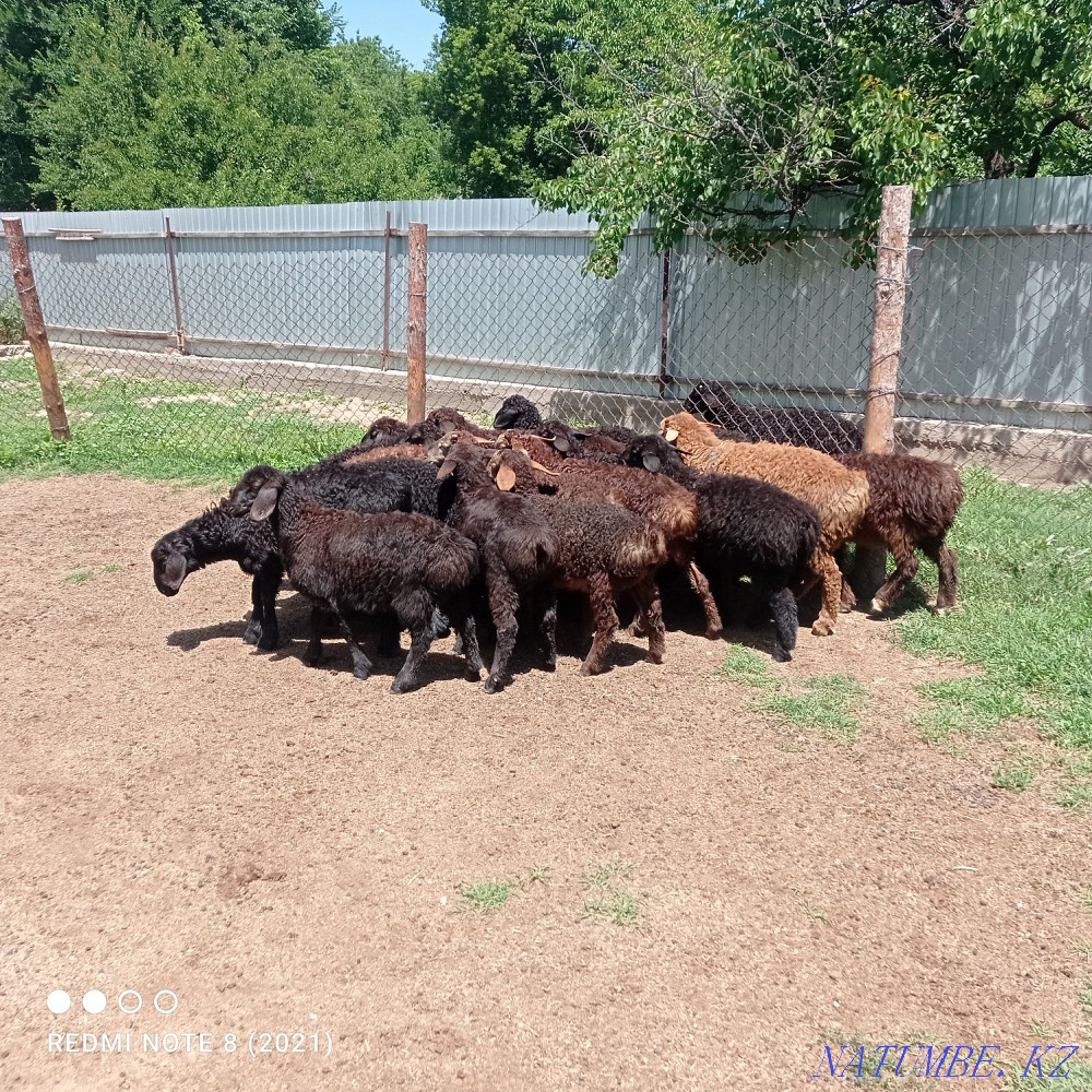 Срочна 20бас козылар козы ?озылар ?озы ягнят Сарыкемер - изображение 5
