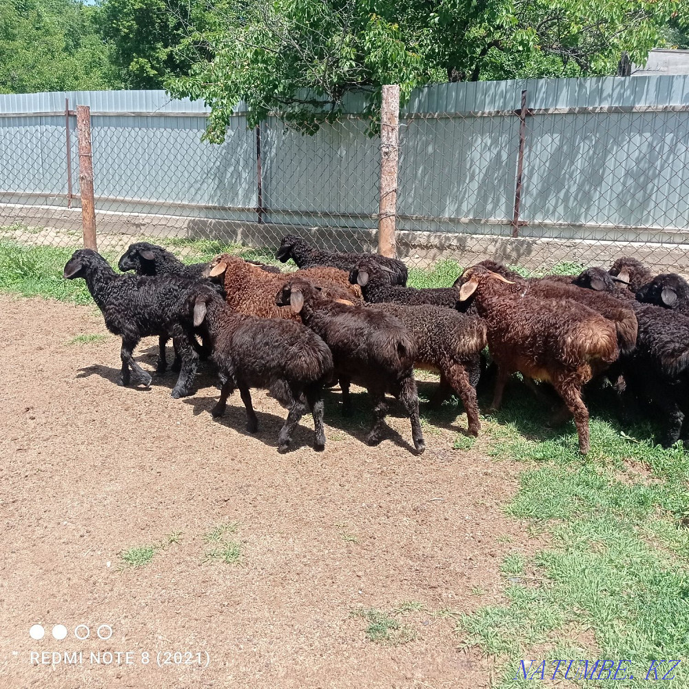 Срочна 20бас козылар козы ?озылар ?озы ягнят Сарыкемер - изображение 8