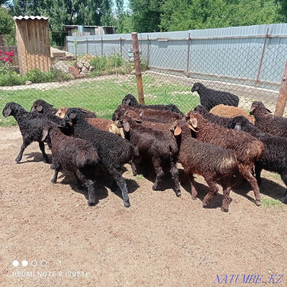 Срочна 20бас козылар козы ?озылар ?озы ягнят Сарыкемер - изображение 6