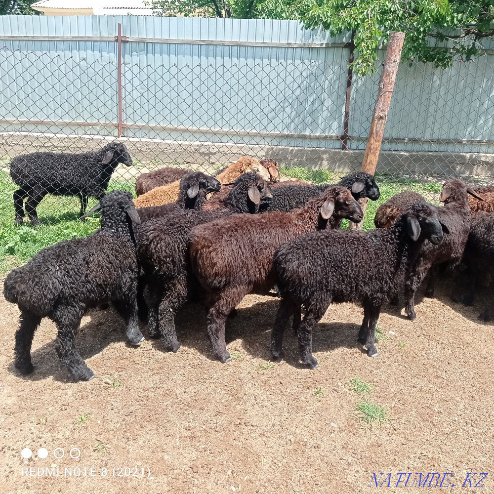 Срочна 20бас козылар козы ?озылар ?озы ягнят Сарыкемер - изображение 2