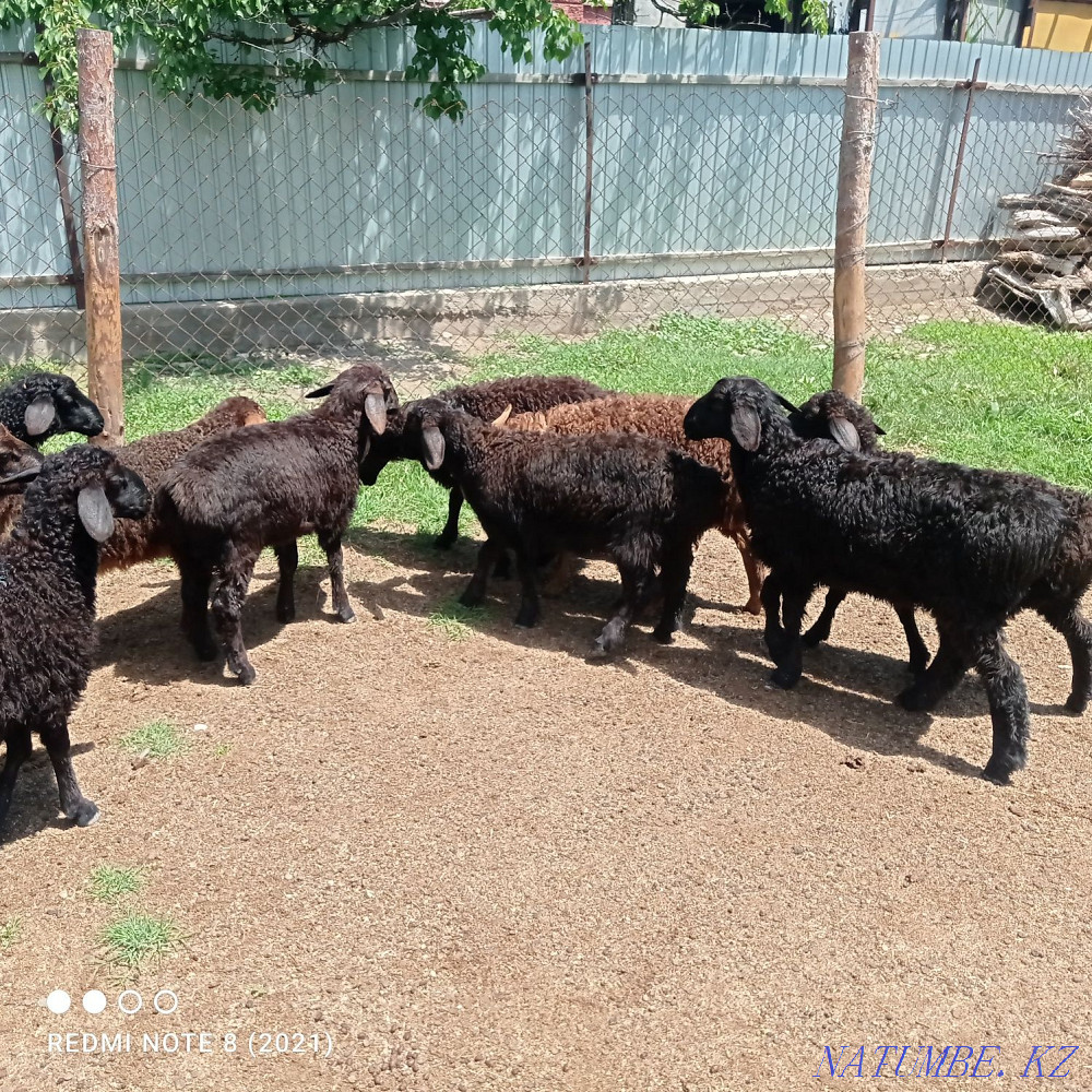 Срочна 20бас козылар козы ?озылар ?озы ягнят Сарыкемер - изображение 1