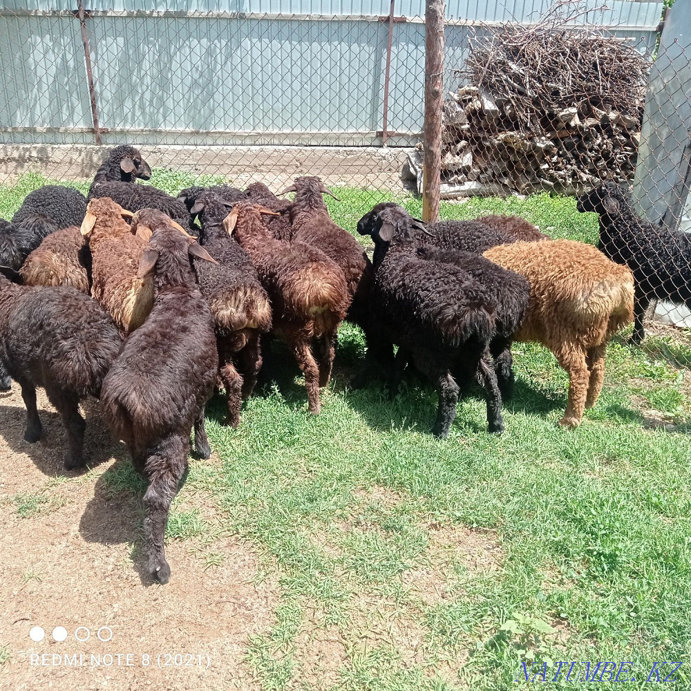 Срочна 20бас козылар козы ?озылар ?озы ягнят Сарыкемер - изображение 7