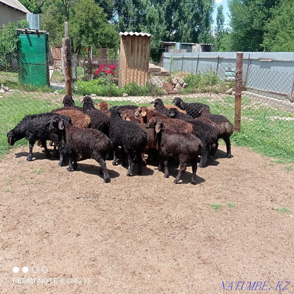 Срочна 20бас козылар козы ?озылар ?озы ягнят Сарыкемер - изображение 3