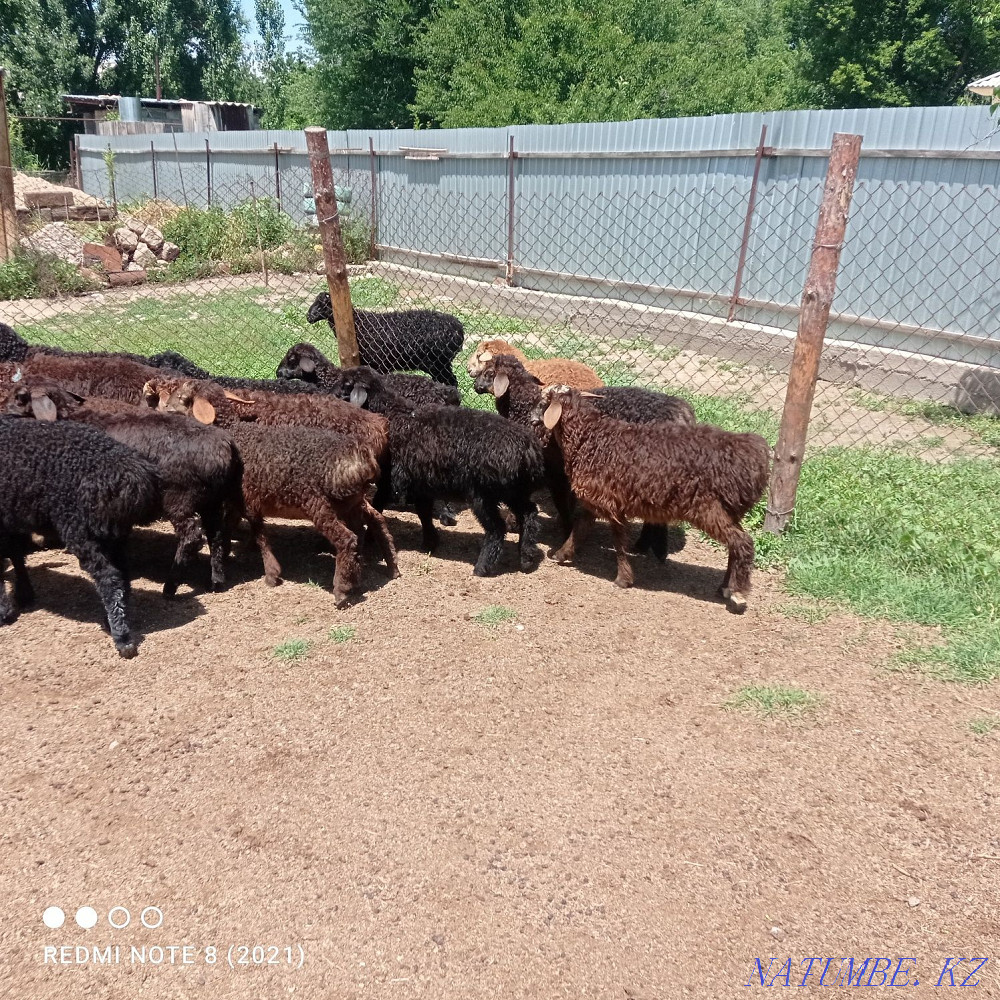 Срочна 20бас козылар козы ?озылар ?озы ягнят Сарыкемер - изображение 4
