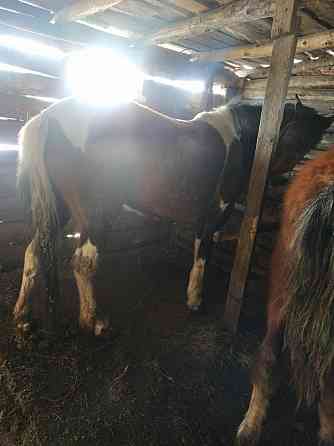 Лошадь бие и быка домашний скот Petropavlovsk